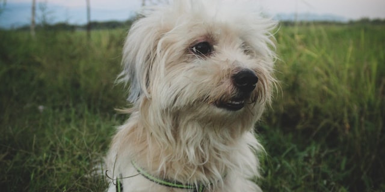 Comment s'occuper de son chien après l'avoir fait castrer ou stériliser