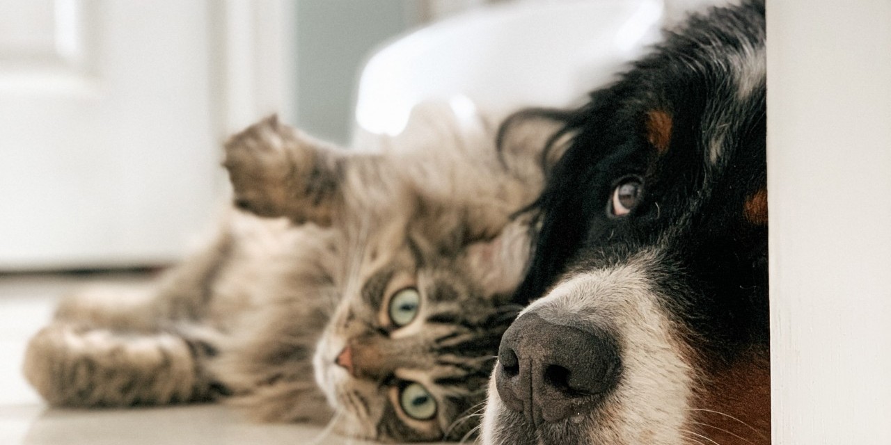 Comment habituer un chat à un chien