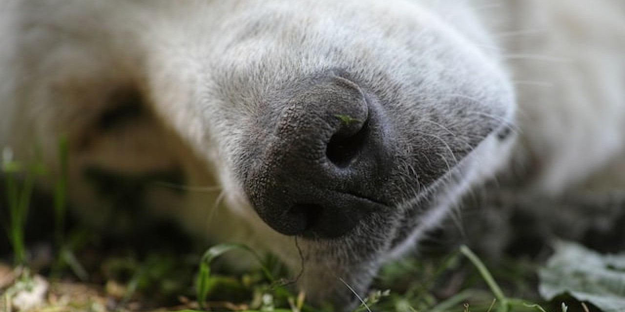 Comment savoir qu'un chien est mourant