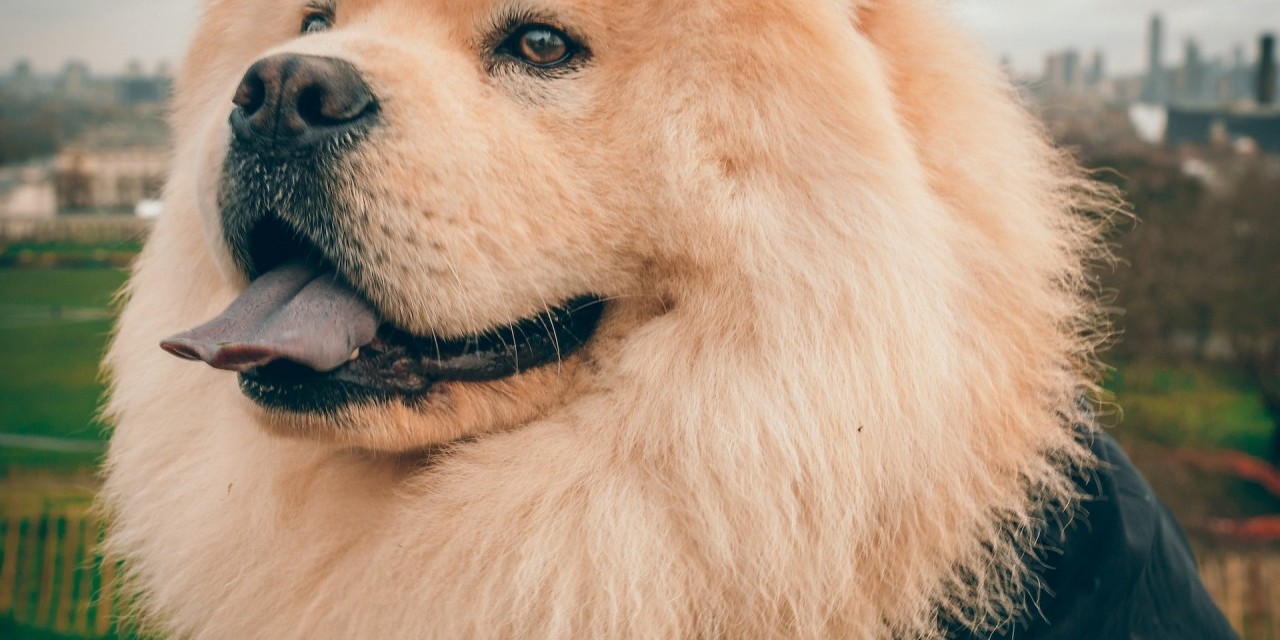 Les origines du chow chow