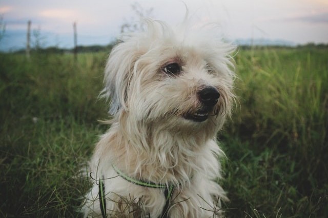 Comment s'occuper de son chien après l'avoir fait castrer ou stériliser