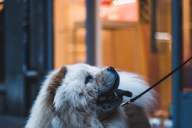 Eduquer sont chiot, pourquoi faire ? pourquoi il ne veut pas ?