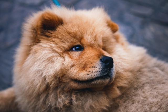 Schémas du Brossage du Chow chow