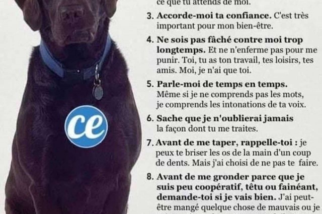 les dix commandements du chien!