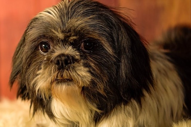 Divers maladie chez le chien