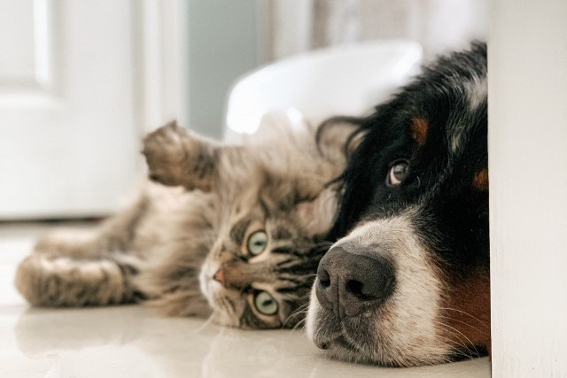 Comment habituer un chat à un chien