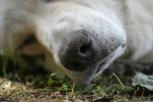 Comment savoir qu'un chien est mourant