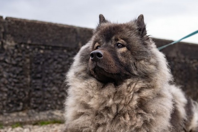 Comment tester l'intelligence d'un chien