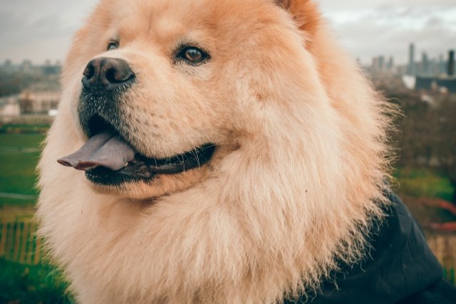 Les origines du chow chow